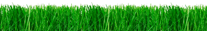 Grass